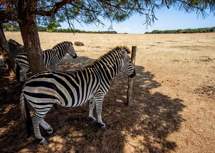 Daire Jadranka 3 In Stinjan - Istrien 17371 Pula